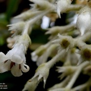 Bertiera rufa. bois de raisin. ( fleur ) rubiaceae. endémique Réunion. Bidens.jpeg